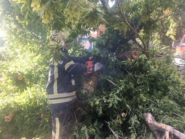 На відвідувачів Центрального скверу у Кропивницькому ледь не впало величезне дерево (ФОТО)